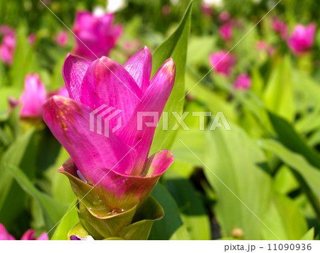 the Selection of Various Colorful Flower in nature the Selection of Various Colorful Flower in nature 11090936