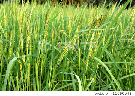 green rice plant during flowering green rice plant during flowering 11090942