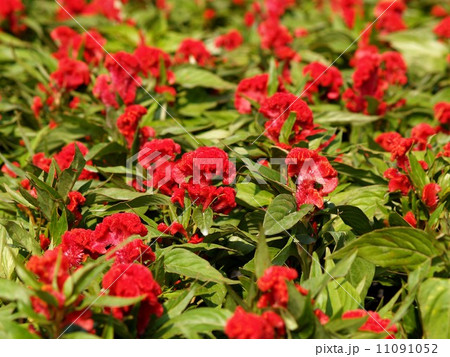 the Selection of Various Colorful Flower in nature 11091052