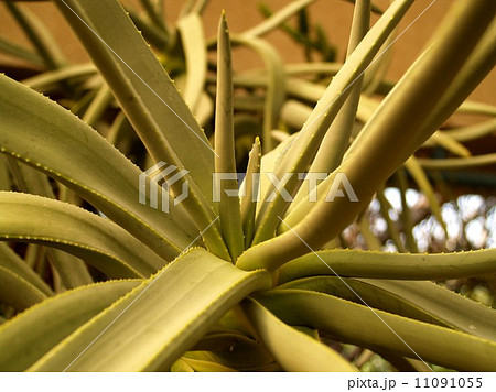 Cactus Desert plant leaves 11091055
