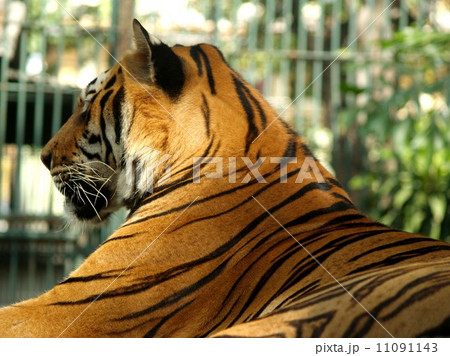 animal in zoo 11091143