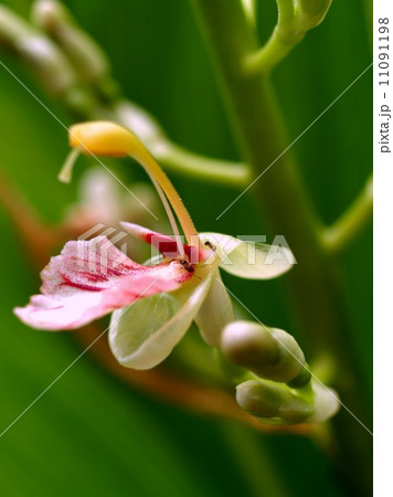 the Selection of Various Colorful Flower in nature 11091198
