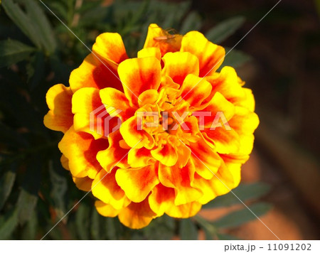 the Selection of Various Colorful Flower in nature 11091202