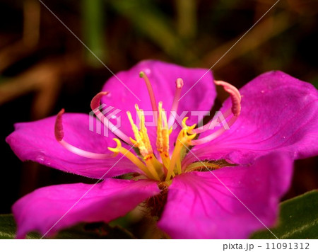 the Selection of Various Colorful Flower in nature the Selection of Various Colorful Flower in nature 11091312