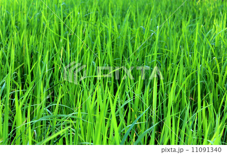 Green rice field 11091340