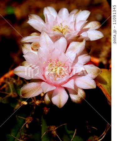 the Selection of Various Colorful Flower in nature the Selection of Various Colorful Flower in nature 11091345