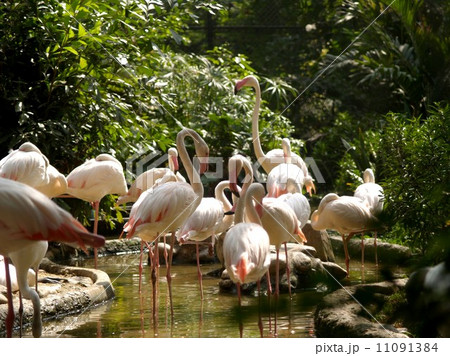 animal in zoo animal in zoo 11091384