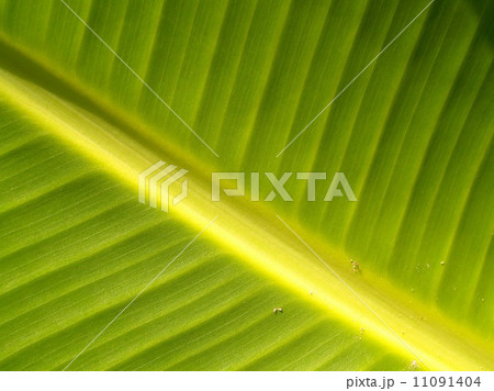leaf and nature background leaf and nature background 11091404