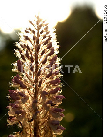 the Selection of Various Colorful Flower in nature the Selection of Various Colorful Flower in nature 11091405