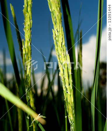 Rice background Rices field Farm 11091444