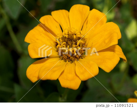 the Selection of Various Colorful Flower in nature 11091521