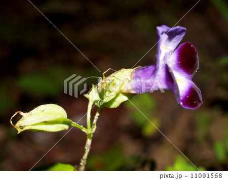 the Selection of Various Colorful Flower in nature 11091568