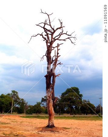 Dead Tree nature background 11091569
