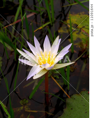 the Selection of Various Colorful Flower in nature the Selection of Various Colorful Flower in nature 11091644