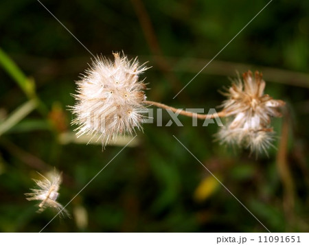 the Selection of Various Colorful Flower in nature 11091651
