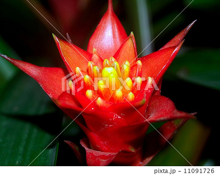 the Selection of Various Colorful Flower in nature the Selection of Various Colorful Flower in nature 11091726