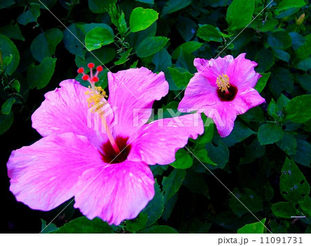 the Selection of Various Colorful Flower in nature the Selection of Various Colorful Flower in nature 11091731