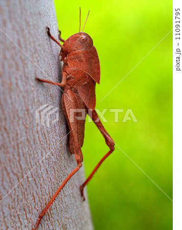 bug insects in nature 11091795