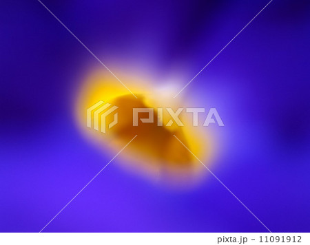 the Selection of Various Colorful Flower in nature the Selection of Various Colorful Flower in nature 11091912