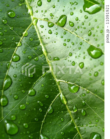 Water and Water Drop on Leaf Water and Water Drop on Leaf 11091921