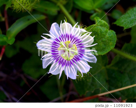 the Selection of Various Colorful Flower in nature the Selection of Various Colorful Flower in nature 11091923