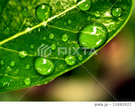 Water and Water Drop on Leaf Water and Water Drop on Leaf 11092022