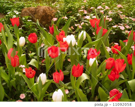 the Selection of Various Colorful Flower in nature 11092058