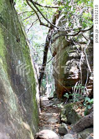 in forest thailand in forest thailand 11092210