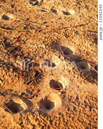 Dry land Cracked soil background 11092240