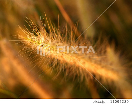 the Selection of Various Colorful Flower in nature the Selection of Various Colorful Flower in nature 11092289