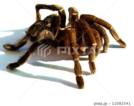 Spider and tarantula photo in nature Spider and tarantula photo in nature 11092341