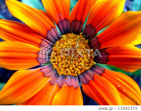 rose flower rose flower 11092355