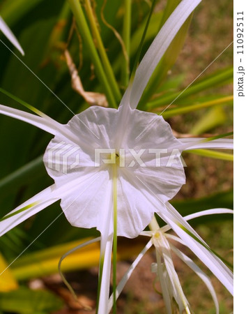 the Selection of Various Colorful Flower in nature the Selection of Various Colorful Flower in nature 11092511