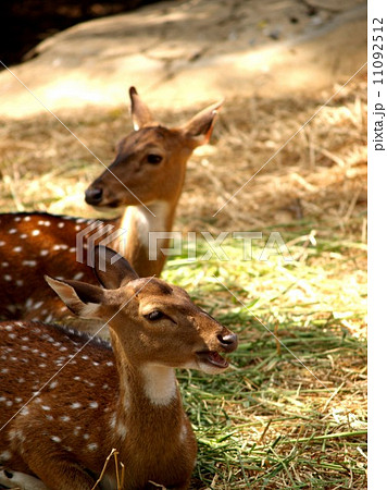 animal in zoo animal in zoo 11092512