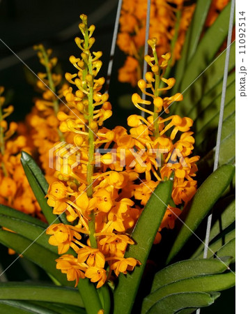 Collection of orchid flower Collection of orchid flower 11092514