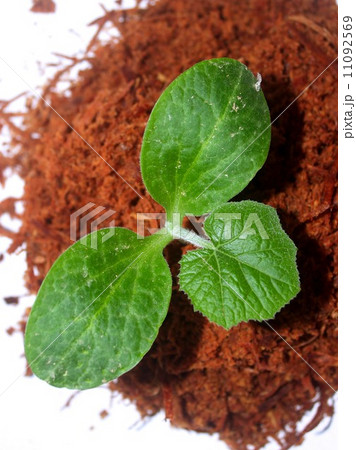 Small Tree young plant Small Tree young plant 11092569