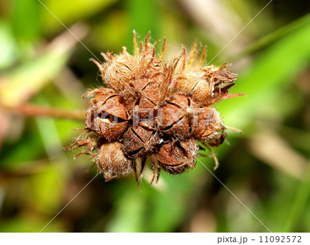 the Selection of Various Colorful Flower in nature 11092572