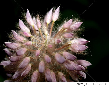 the Selection of Various Colorful Flower in nature 11092604