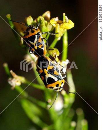 bug insects in nature bug insects in nature 11092686