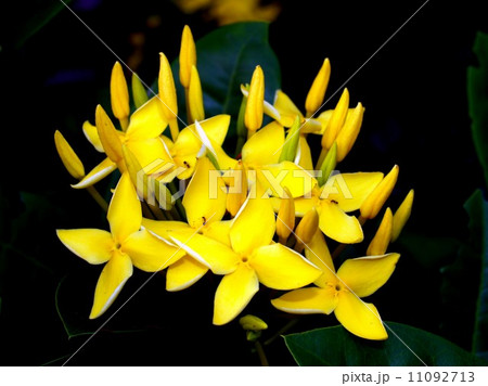 the Selection of Various Colorful Flower in nature the Selection of Various Colorful Flower in nature 11092713