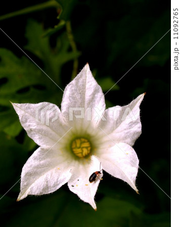 the Selection of Various Colorful Flower in nature 11092765