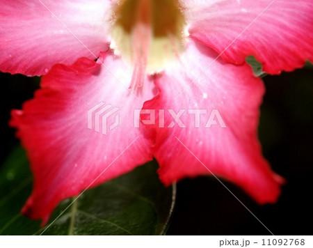 the Selection of Various Colorful Flower in nature 11092768