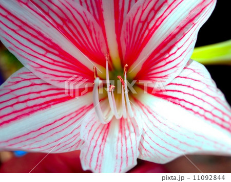 the Selection of Various Colorful Flower in nature the Selection of Various Colorful Flower in nature 11092844
