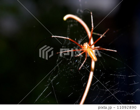 Spider and tarantula photo in nature Spider and tarantula photo in nature 11092890
