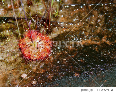 the Selection of Various Colorful Flower in nature 11092918