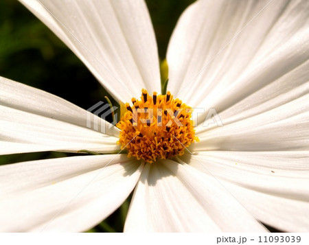 the Selection of Various Colorful Flower in nature 11093039