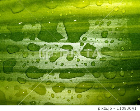 Water and Water Drop on Leaf 11093041