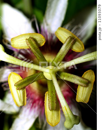 the Selection of Various Colorful Flower in nature the Selection of Various Colorful Flower in nature 11093079