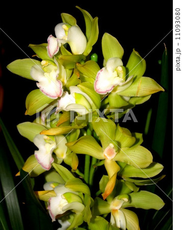 Collection of orchid flower Collection of orchid flower 11093080