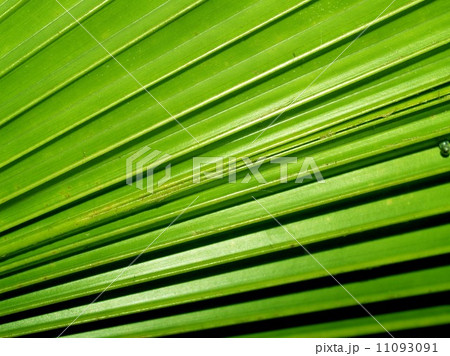 leaf and nature background leaf and nature background 11093091
